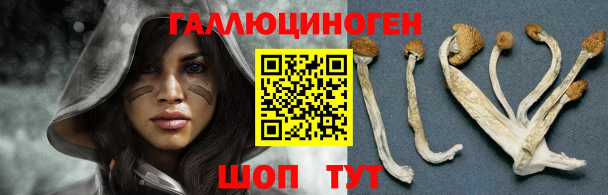 Псилоцибиновые грибы Psilocybe Добрянка